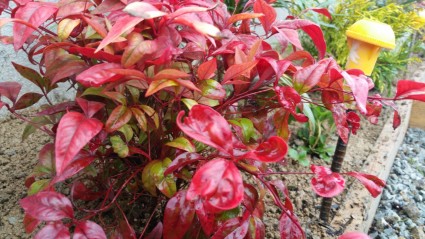 オタフクナンテンの植栽