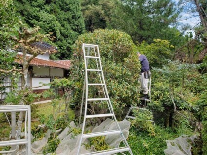 佐用町剪定作業