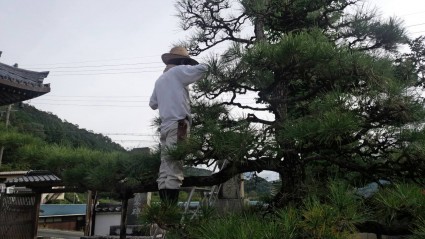 剪定