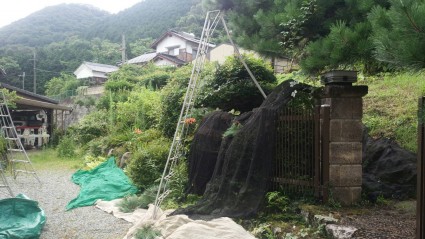 庭木の剪定