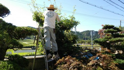庭の管理作業