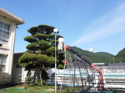 剪定