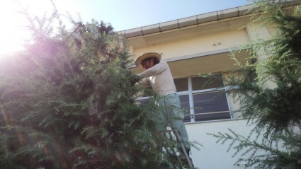 剪定作業