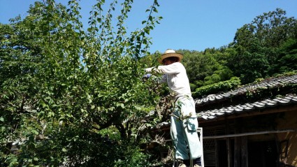 剪定