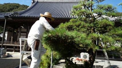 お寺の剪定