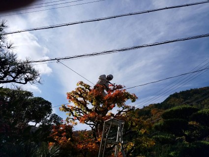 剪定