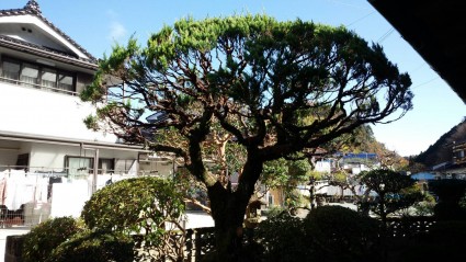 枝抜き