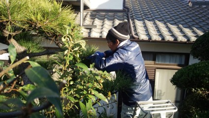 剪定