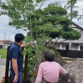 姫路庭リフォーム工事｜アオダモの木