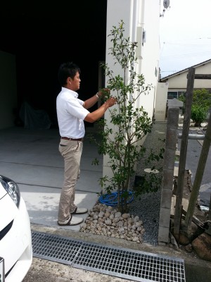庭木の剪定 姫路市の外構 エクステリア お庭のことなら サンガーデンへ 庭木の剪定 姫路市の外構 エクステリア お庭のことなら サンガーデンへ