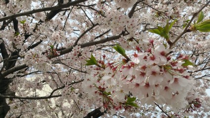 20160406_1312331