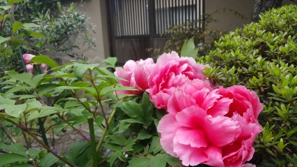 20160427_1046221