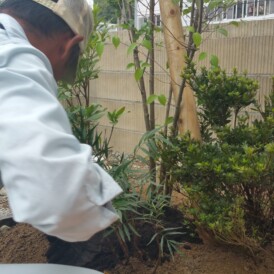 植木