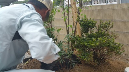 植木