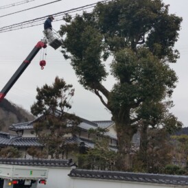 庭木の高木剪定　姫路市