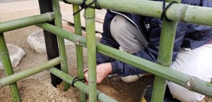 姫路市の庭 和風の竹垣を天然の青い竹で作成 姫路市の外構 エクステリア お庭のことなら サンガーデンへ 姫路市の庭 和風の竹垣を天然の青い竹で作成 姫路市の外構 エクステリア お庭のことなら サンガーデンへ