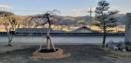 植木の移植工事