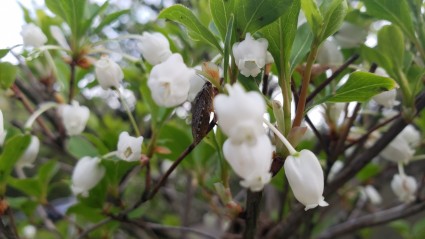ドウダンツツジは今が見頃 白い下向きに咲くかわいい花 姫路市の外構 エクステリア お庭のことなら サンガーデンへ