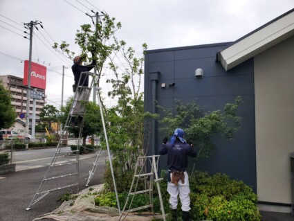 姫路市の雑木の剪定