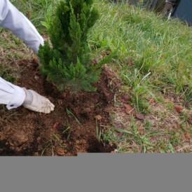 カイズカイブキの植栽工事