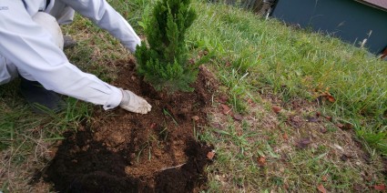 カイズカイブキの植栽工事