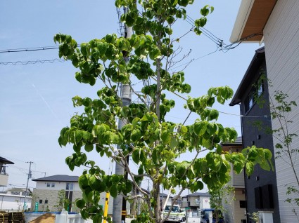 落葉樹の樹形