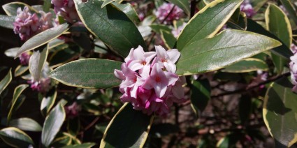 サンガーデン植栽工事｜春の花沈丁花