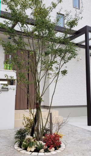 ハイノキはシンボルツリーにお勧め 姫路市の外構 エクステリア お庭のことなら サンガーデンへ