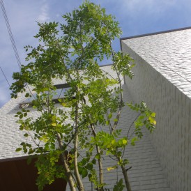 デザイン住宅に似合うシマトネリコの植栽工事　姫路市Ｉ様邸