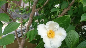 シャラ 夏椿 の花沙羅双樹 姫路 姫路市の外構 エクステリア お庭のことなら サンガーデンへ