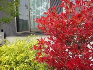 dsc00746 dsc00746