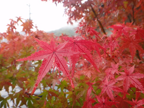 dsc00747 dsc00747