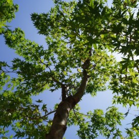 落ち着きのある雑木のお庭の植栽　姫路市Ｓ様邸