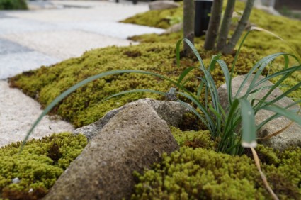 苔と石