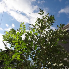 シマトネリコとレットロビンの生垣の植栽　姫路市Ｕ様邸