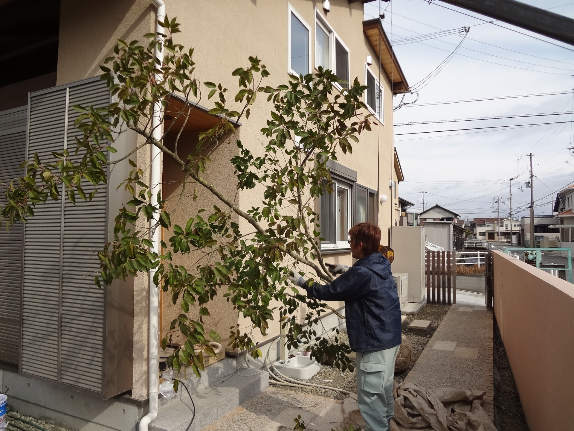 新築外構のシンボルツリーと生垣工事 姫路市ｍ様邸 姫路市の外構 エクステリア お庭のことなら サンガーデンへ