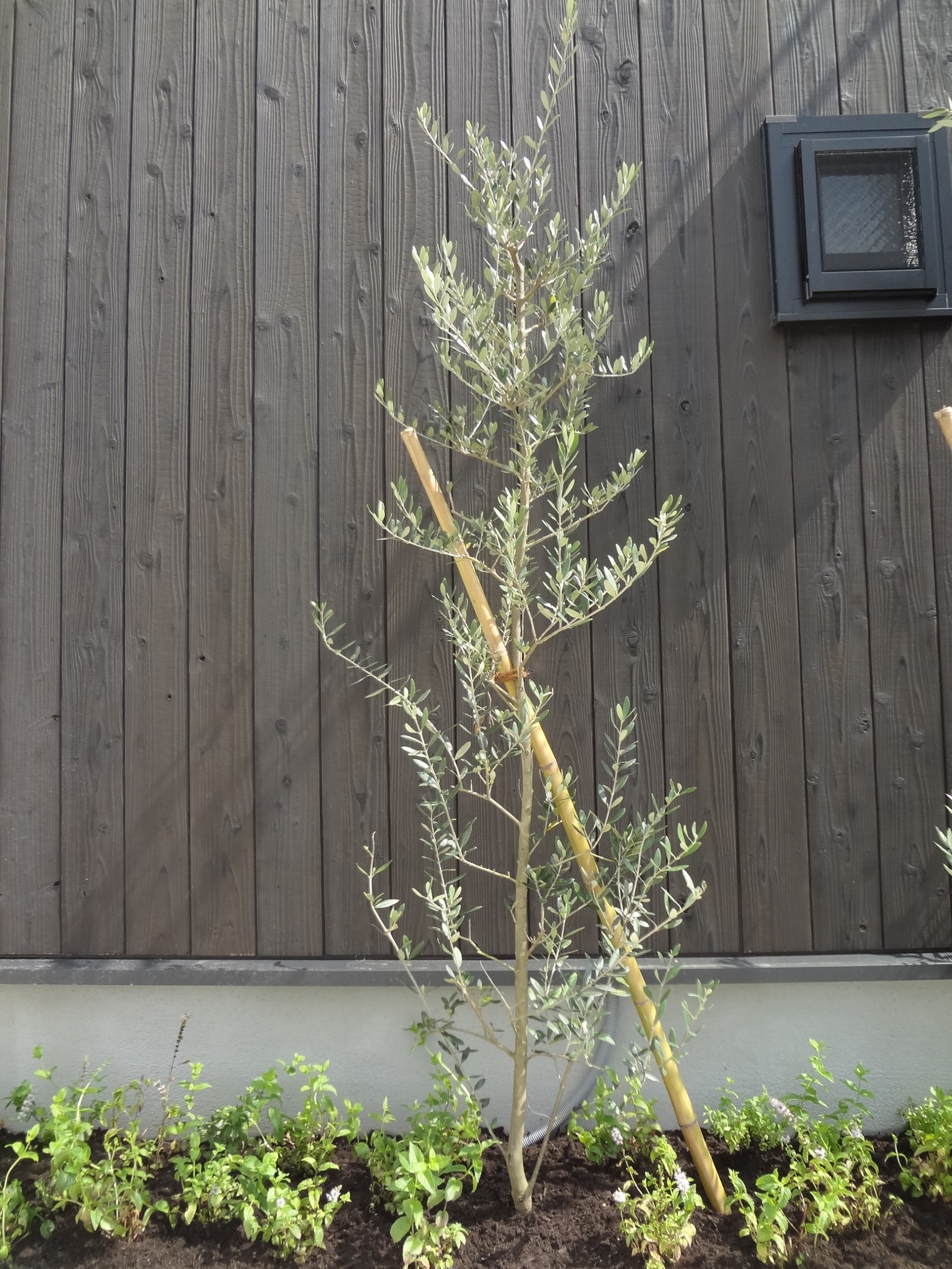 dsc05650 dsc05650