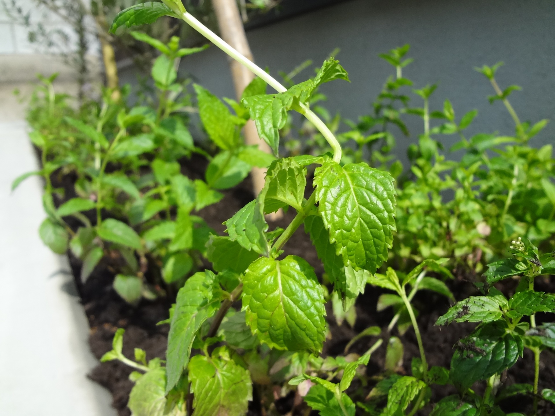 dsc05658 dsc05658