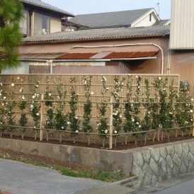 タカショーエバーバンプー建仁寺垣とサザンカの生垣　福崎町　O様邸