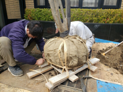 枯れかけのハナミズキをヤマボウシに植え替え